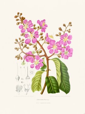 (image for) Horticulture of Java 21
