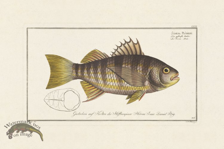 (image for) BLOCH FISH 306