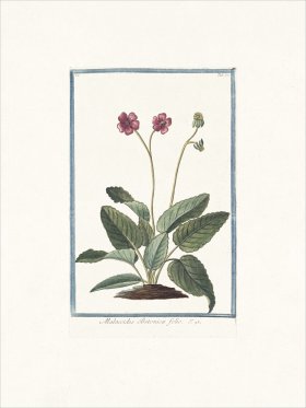 Bonelli 050 Tree Mallow