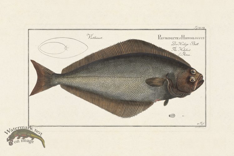 (image for) BLOCH FISH 047