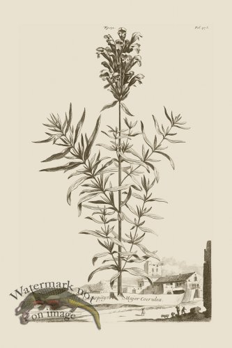 (image for) Abraham Munting 132