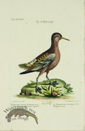 (image for) Seligmann WB 08