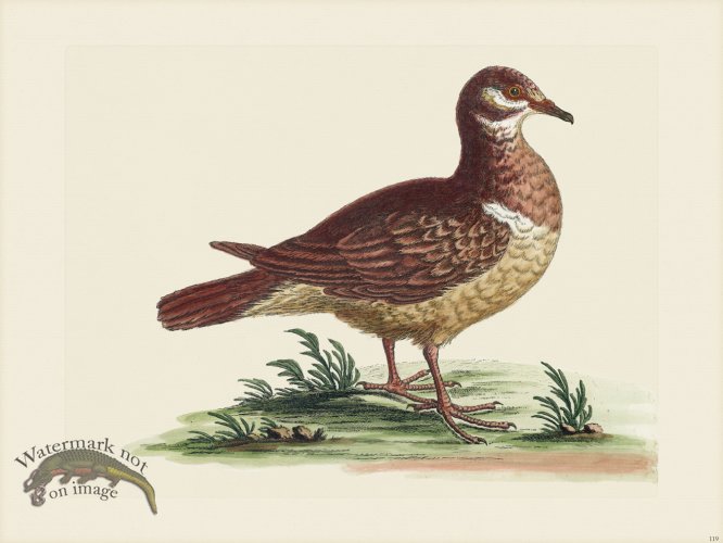 (image for) Edwards 119 Mountain Partridge