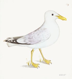 Rudbeck 139b Gull 22x24