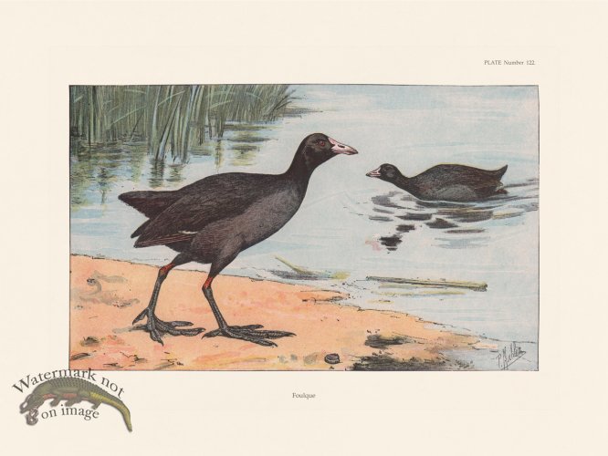 (image for) Les Chiens 122