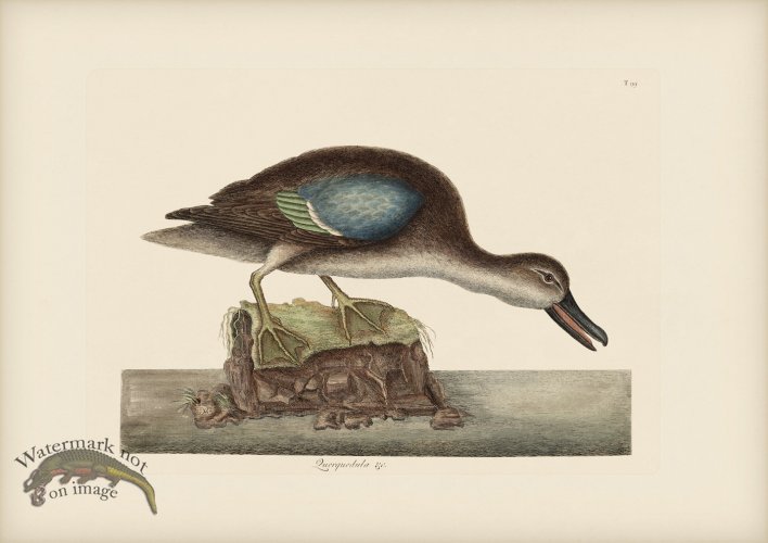 (image for) 099 Blue Winged Teal