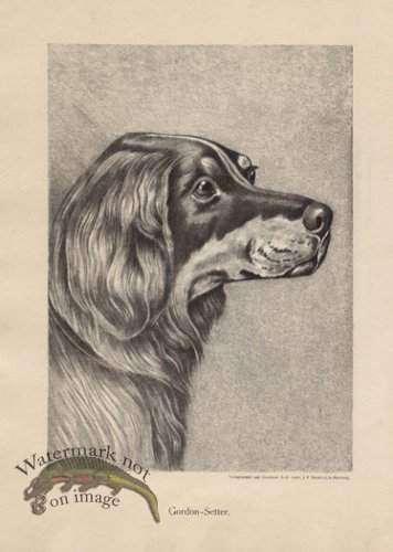 (image for) 1890s Dogs 26