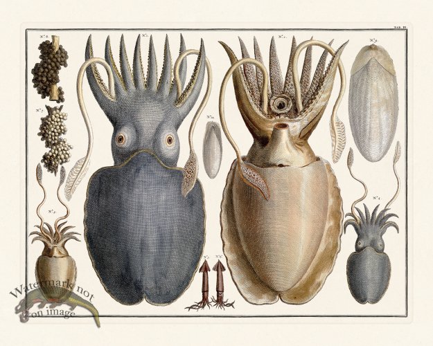 (image for) Seba B2 003 Octopus