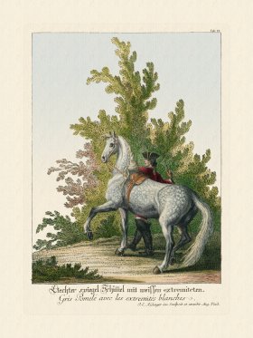 (image for) Ridingers Horses 19