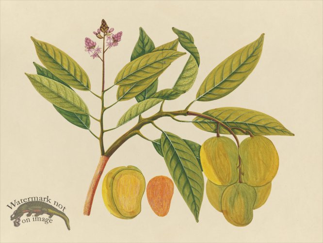 Far East Fruit and Flowers 21