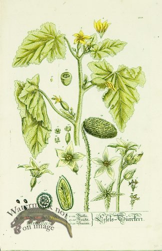 (image for) Blackwell German 190