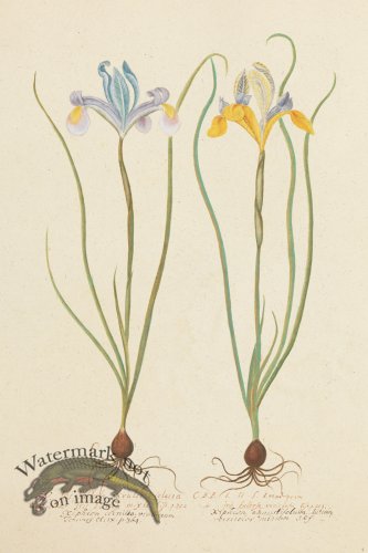 (image for) Blomboken 004