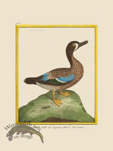 (image for) Martinet Bird 966
