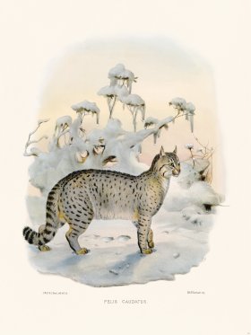 Elliot Cat 34 Taily Cat