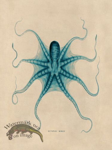 (image for) Octopus Teal 22