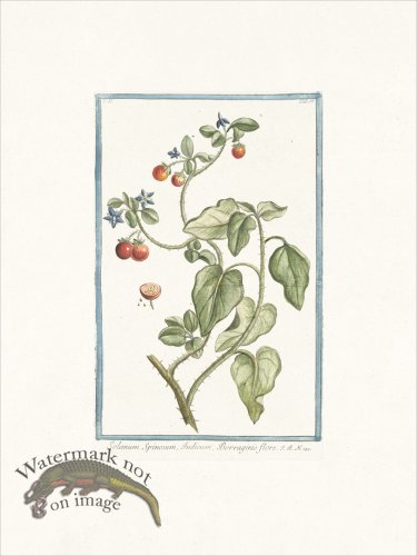 (image for) Bonelli 158 Solanum Spinosum