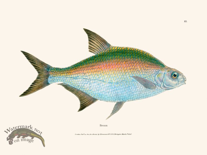 (image for) 095 Bream