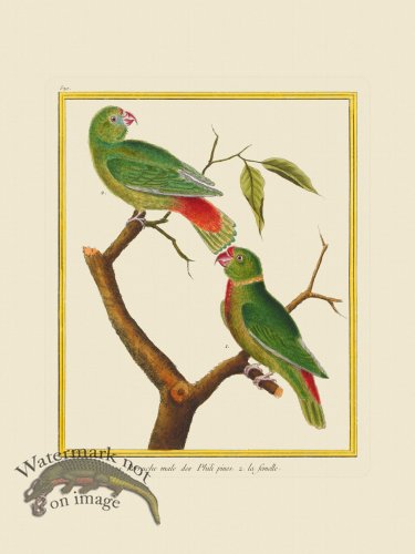 (image for) Martinet Bird 520