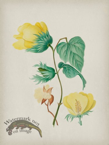 (image for) Andean Botanicals 005