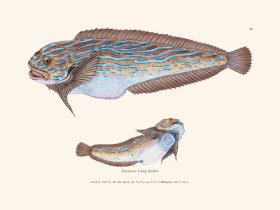 032 Unctuous Lump Sucker