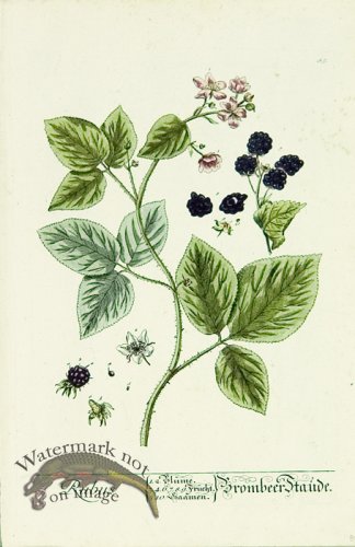 Blackwell German 164