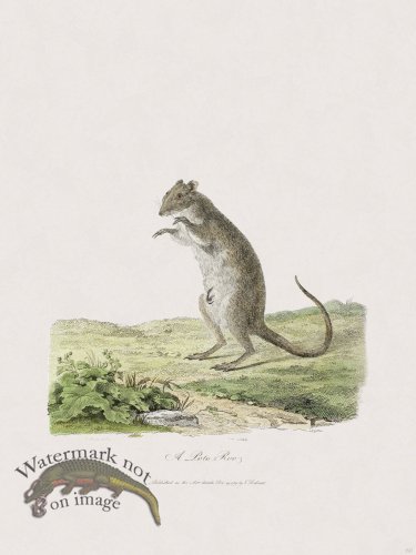 (image for) 60 New Holland Caffowary