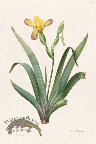 (image for) Les Liliacees Redoute 292