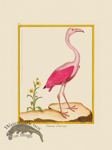 (image for) Martinet Bird 063