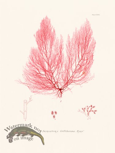 (image for) Bradbury Seaweed 117