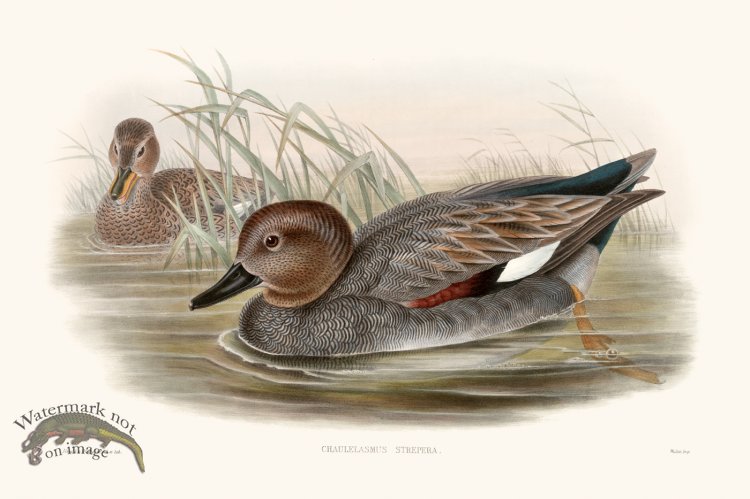 (image for) Gould Waterfowl 08