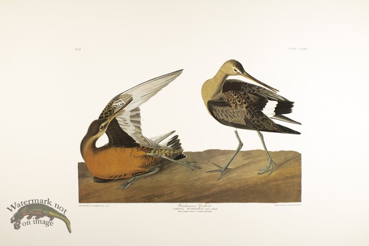(image for) Hudsonian Godwit