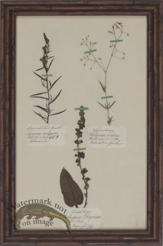 Herbarium BbF 16