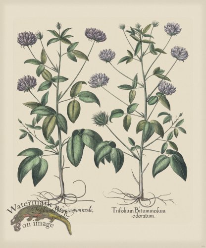 (image for) Besler 272 Colored B2