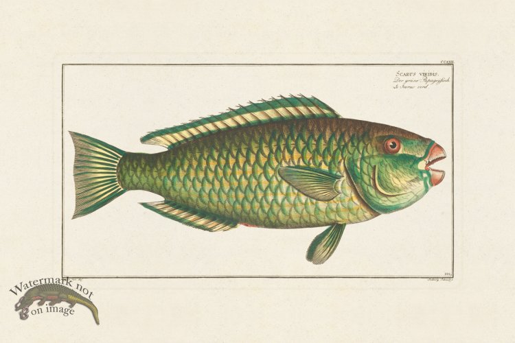 (image for) BLOCH FISH 222