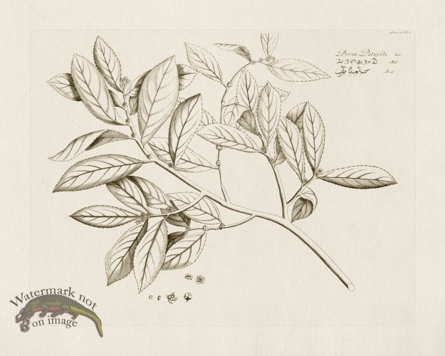 (image for) HORTUS VOl 05 06