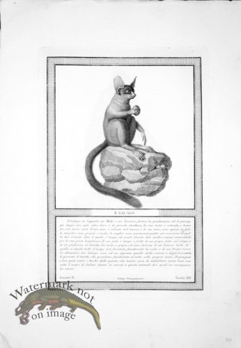 (image for) The_Monkeys_31