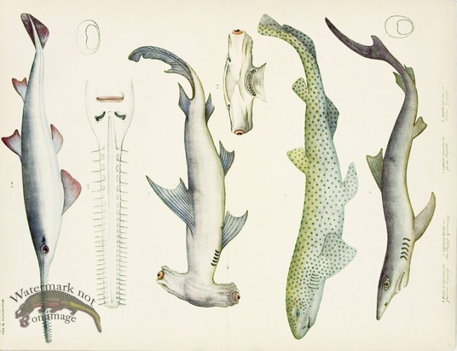 Goldfuss Two Sharks, Common Sawfish and Nurse Hound