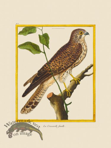 (image for) Martinet Bird 471