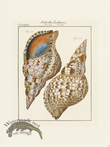 (image for) Martini Shells 060