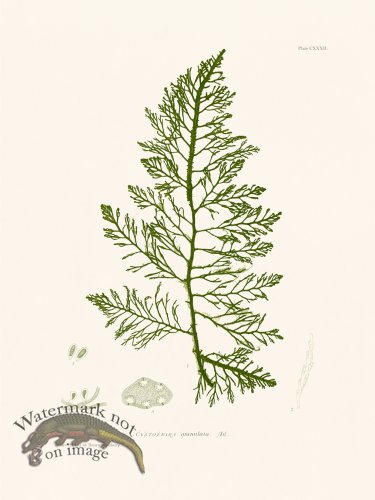 (image for) Bradbury Seaweed 132