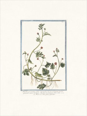 Bonelli 053 flowering maple.