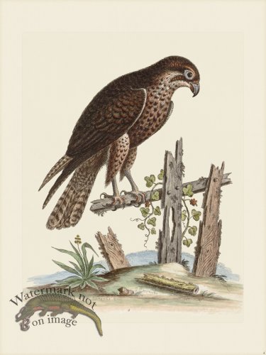 (image for) Edwards 004 Black Hawk