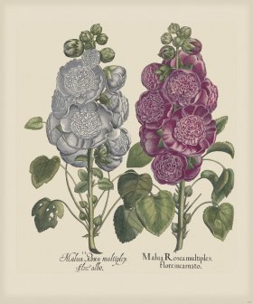 Besler 222 Colored B2