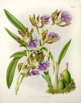 (image for) Linden Orchids 15