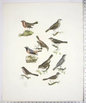 Nightingale; Redbreast; Redstarts; Pettychaps; Black Caps; Warbl