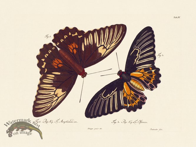 (image for) Jablonsky Butterfly 004