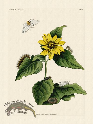 Wilkes Butterflies 003