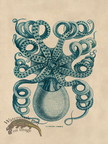 (image for) Octopus Teal 32
