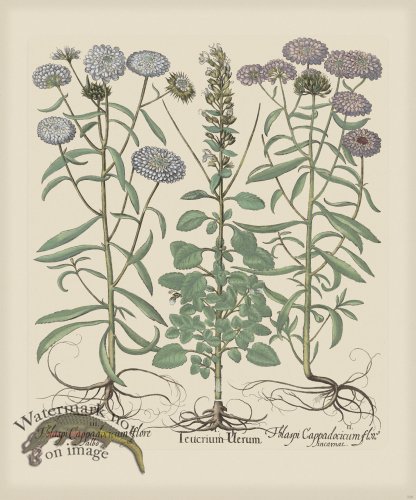 (image for) Besler 236 Colored B2