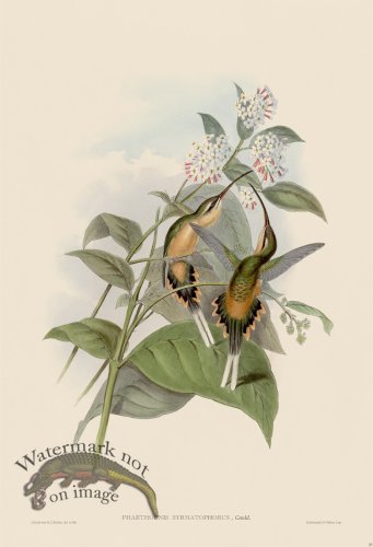 (image for) Gould Hummingbird 020